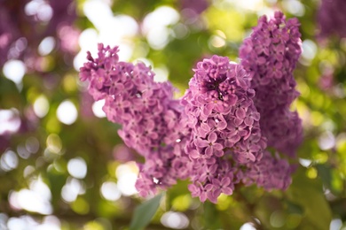 Photo of Closeup view of beautiful blossoming lilac shrub outdoors