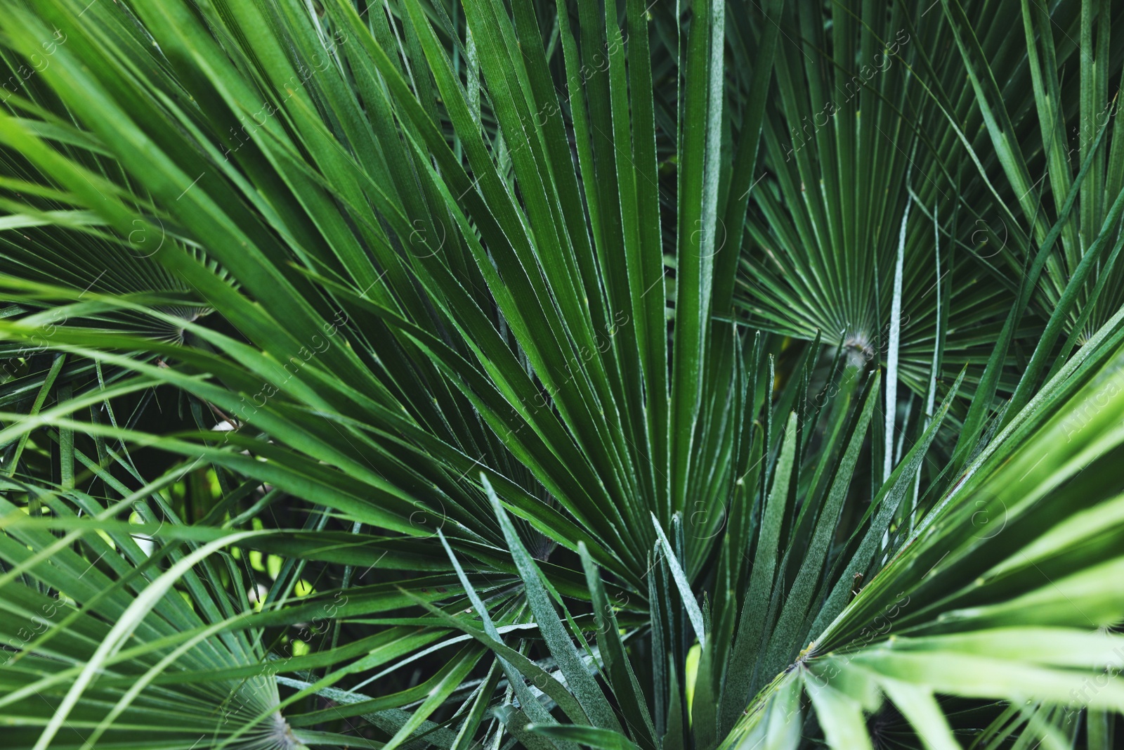 Photo of Beautiful green tropical leaves outdoors, closeup view