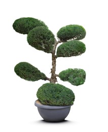 Image of Beautiful bonsai tree in pot isolated on white 