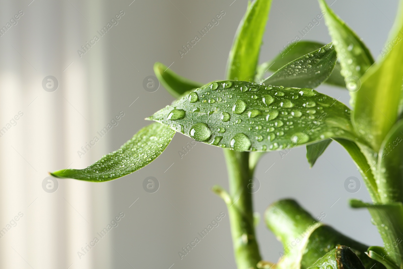 Photo of Green bamboo plant with leaves on blurred background, closeup