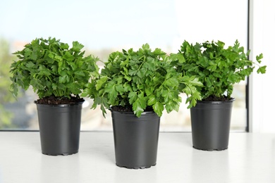 Photo of Pots with fresh green parsley on window sill