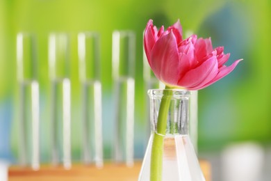 Photo of Beautiful pink flower in laboratory glassware against blurred test tubes, closeup. Space for text