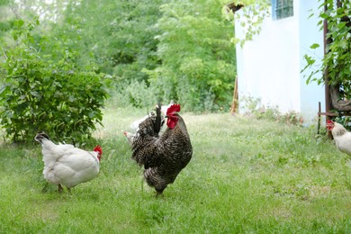 Photo of Beautiful rooster with hens on chicken yard