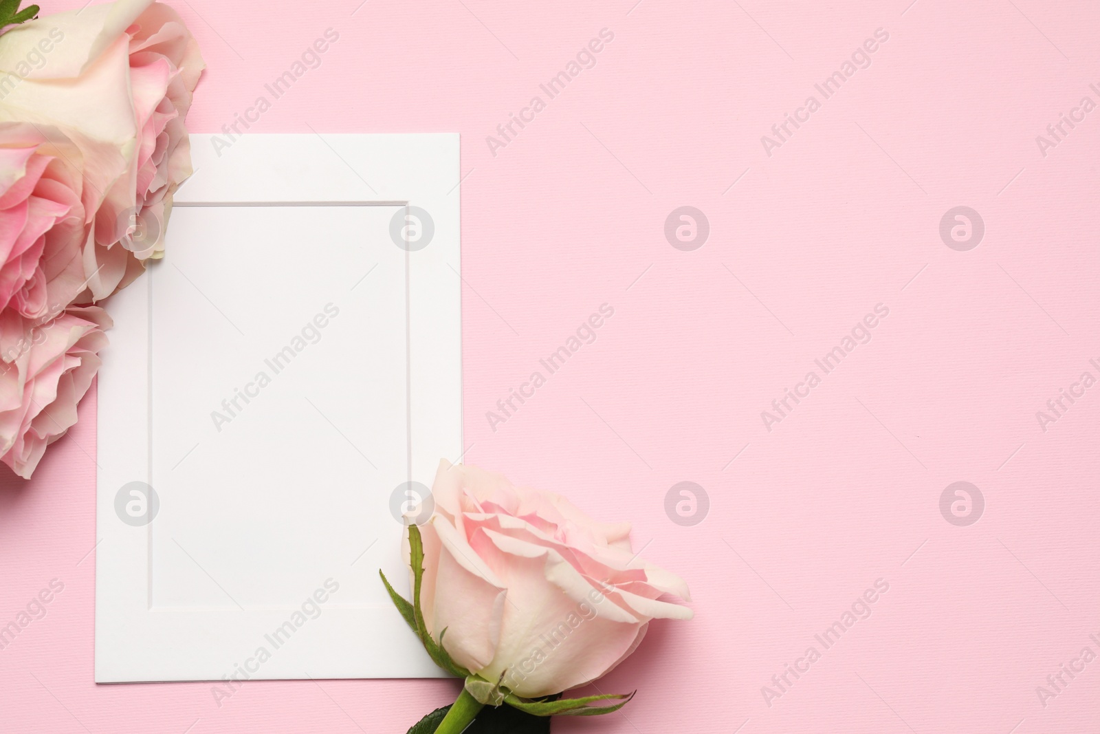 Photo of Empty white frame and beautiful roses on pink background, top view. Space for text
