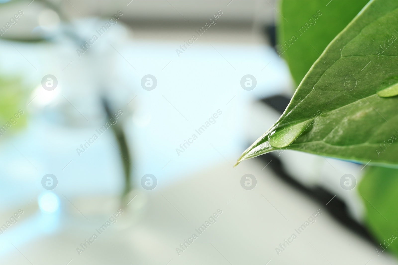 Photo of Water drop on green leaf against blurred background, closeup with space for text. Plant chemistry