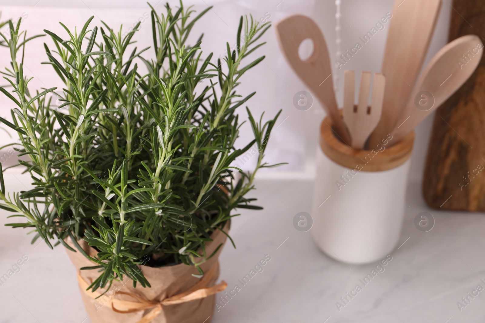 Photo of Aromatic green rosemary in pot on white table