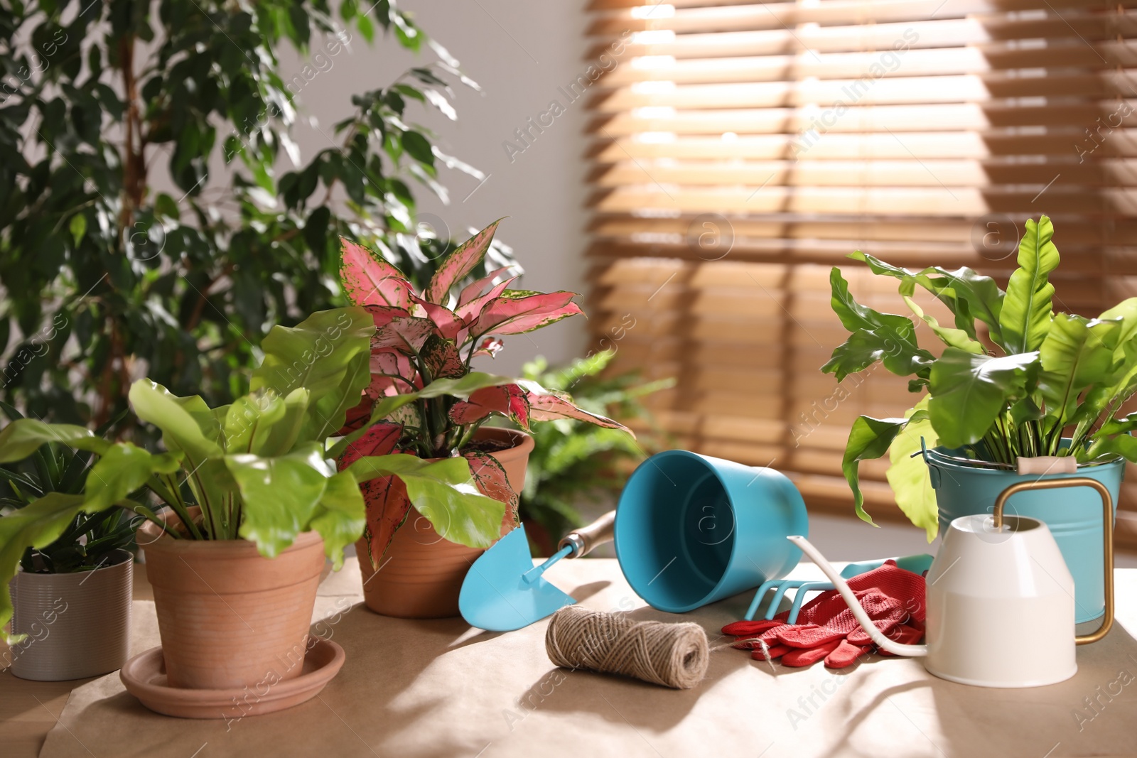 Photo of Beautiful houseplants and gardening tools on table indoors