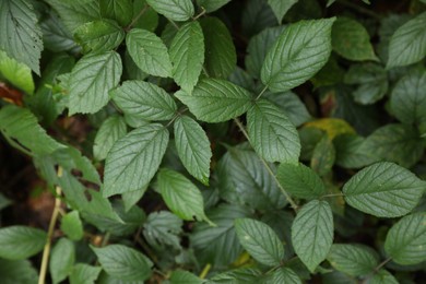 Photo of Beautiful wild plants with green leaves growing outdoors, closeup