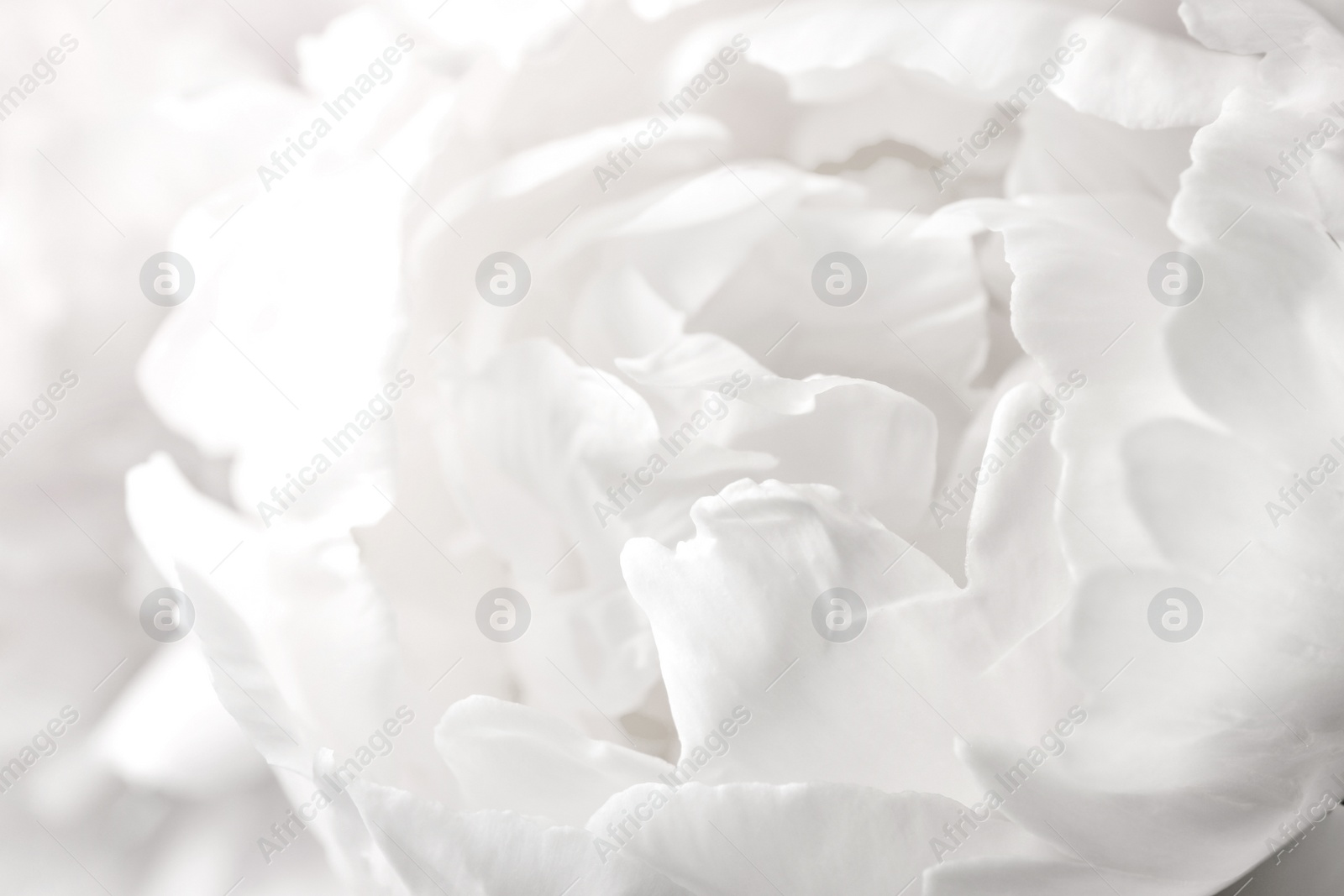 Image of Beautiful blooming white peony as background, closeup