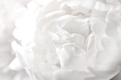 Beautiful blooming white peony as background, closeup