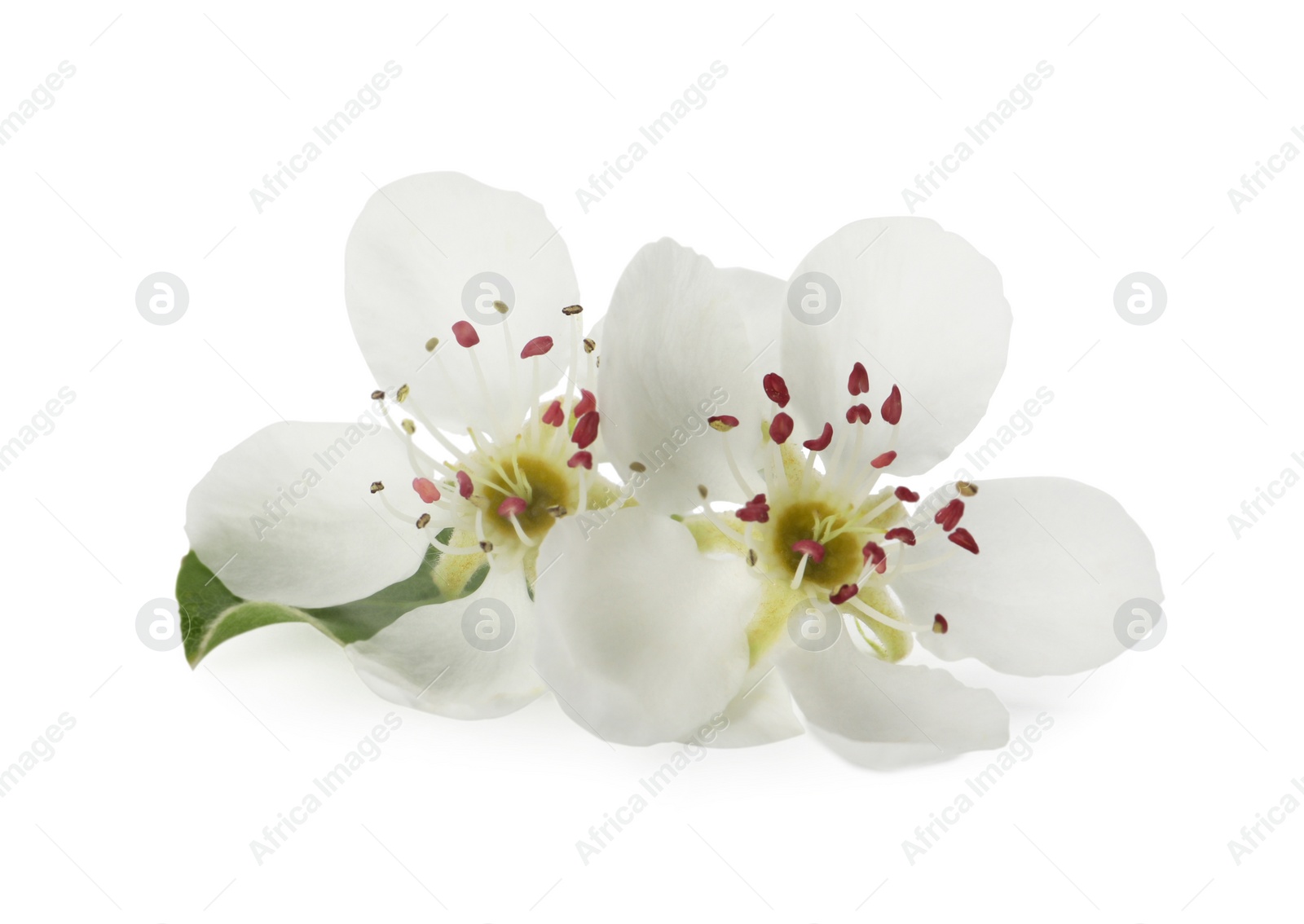 Photo of Beautiful flowers of blossoming pear tree on white background