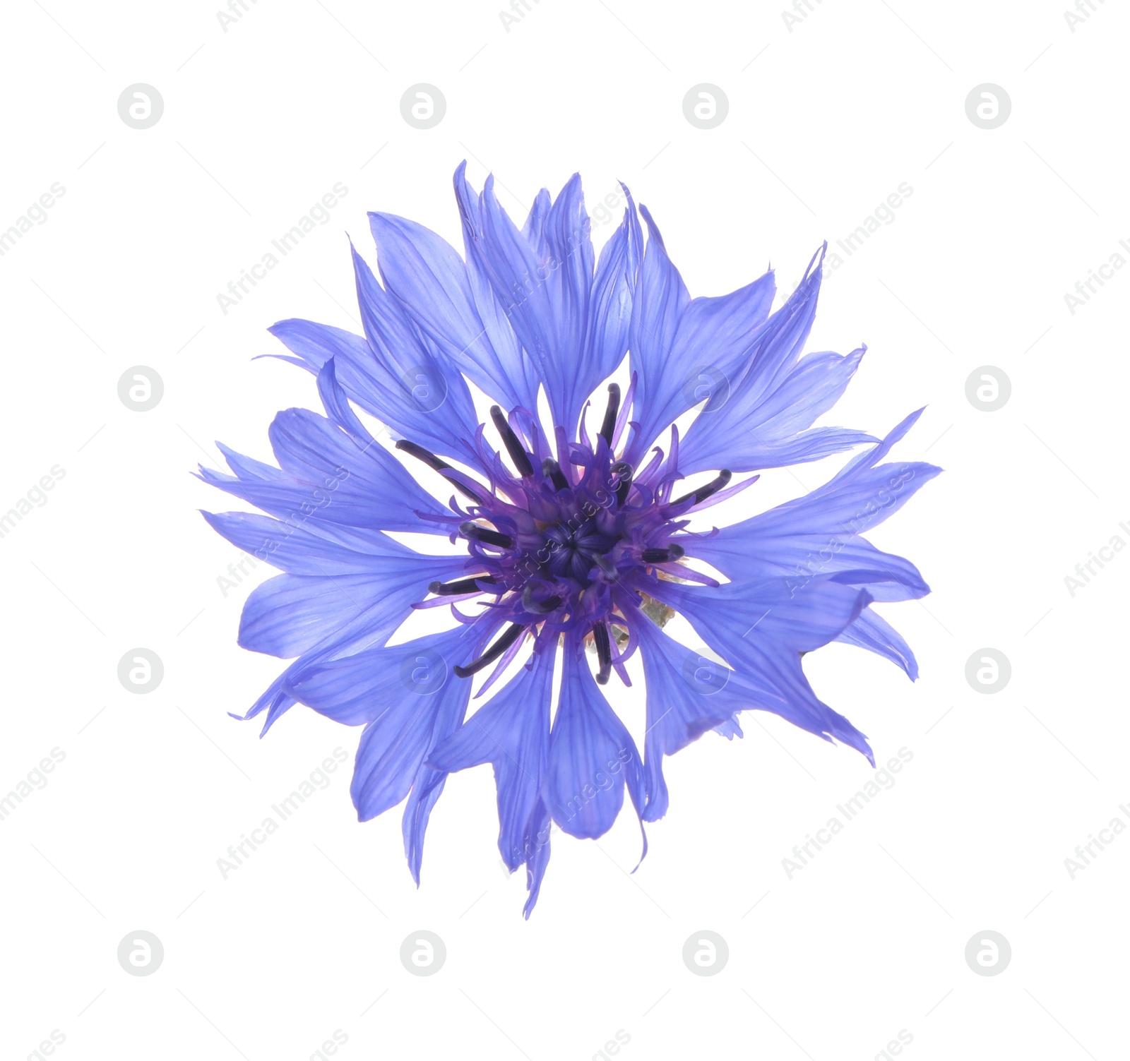 Photo of Beautiful light blue cornflower plant isolated on white