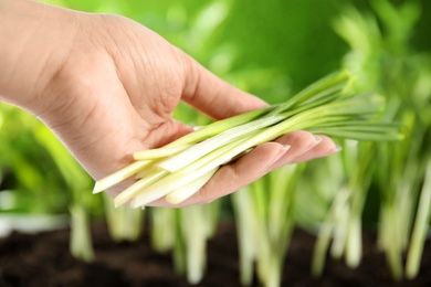 Woman holding fresh wild garlic or ramson on blurred background, closeup