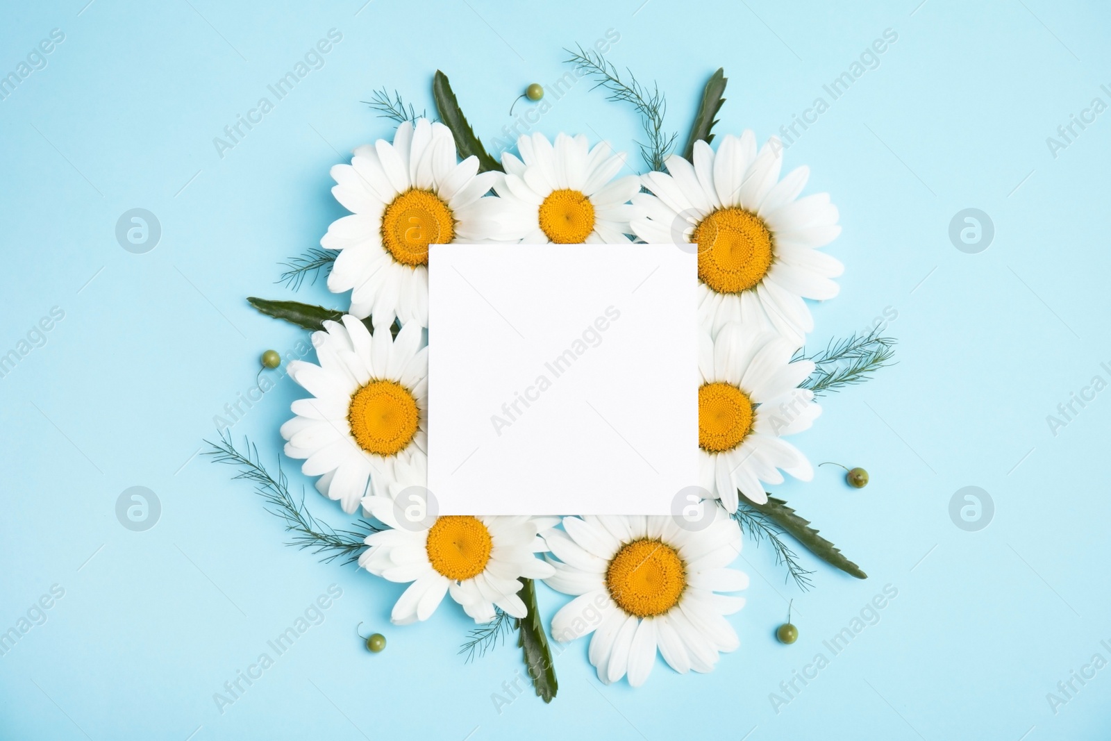 Photo of Beautiful floral composition with chamomile flowers and card on color background, top view