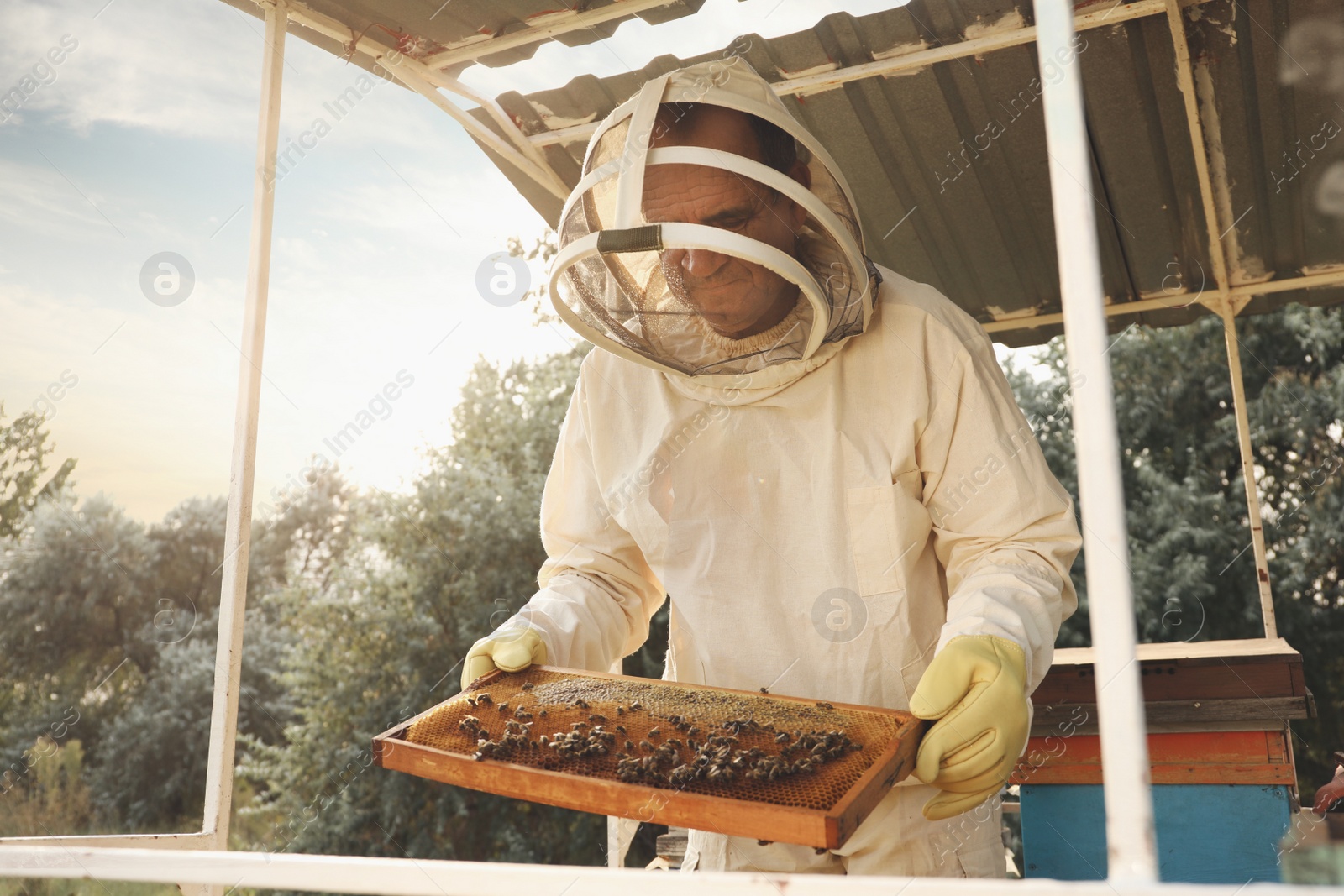 Photo of Beekeeper in uniform with honey frame at apiary