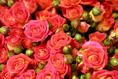 Photo of Beautiful fresh red roses as background, closeup. Floral decor