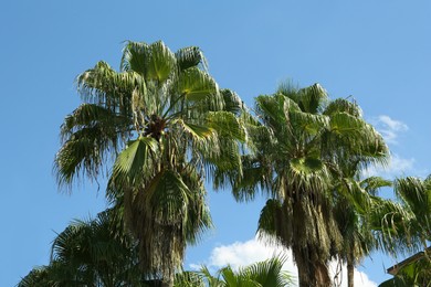 Photo of Tropical palms with beautiful green leaves against blue sky