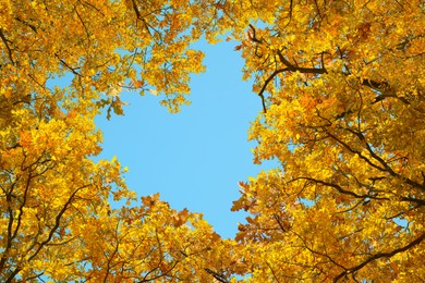 Light blue sky visible through heart shaped gap formed of autumn trees crowns, bottom view