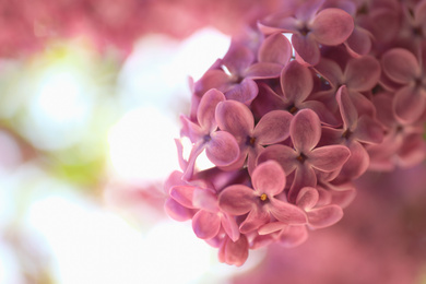 Photo of Closeup view of beautiful blossoming lilac shrub outdoors