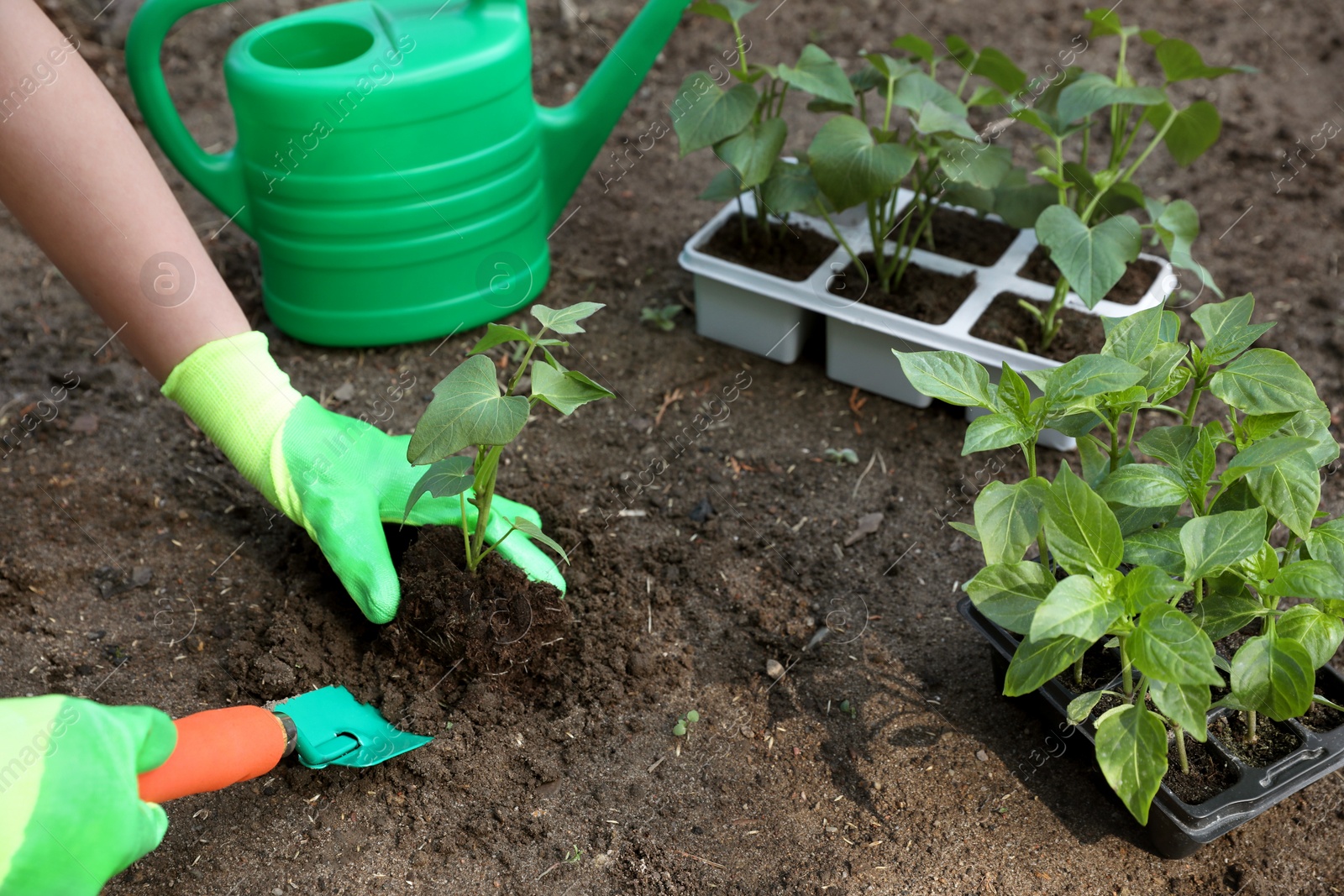 Photo of Woman wearing gardening gloves transplanting seedling from plastic container in ground outdoors, closeup