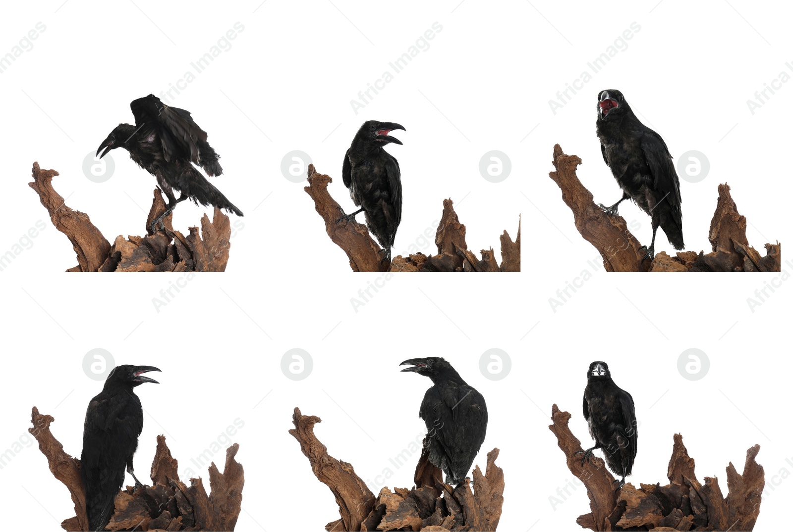 Image of Collage with black ravens on white background 