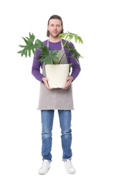 Male florist holding houseplant on white background