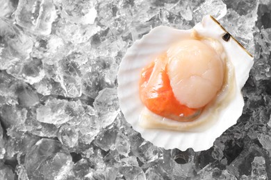 Photo of Fresh raw scallop in shell on ice cubes, top view. Space for text