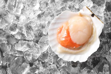 Fresh raw scallop in shell on ice cubes, top view. Space for text