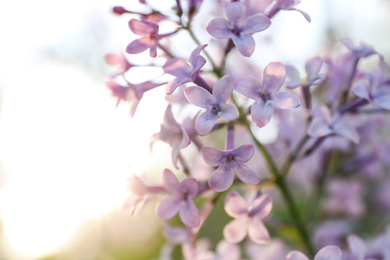 Photo of Closeup view of beautiful blossoming lilac shrub outdoors