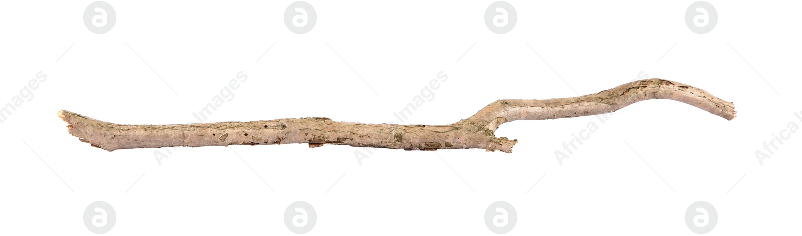 Photo of One dry tree branch isolated on white