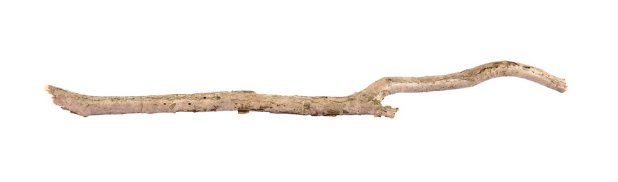 Photo of One dry tree branch isolated on white