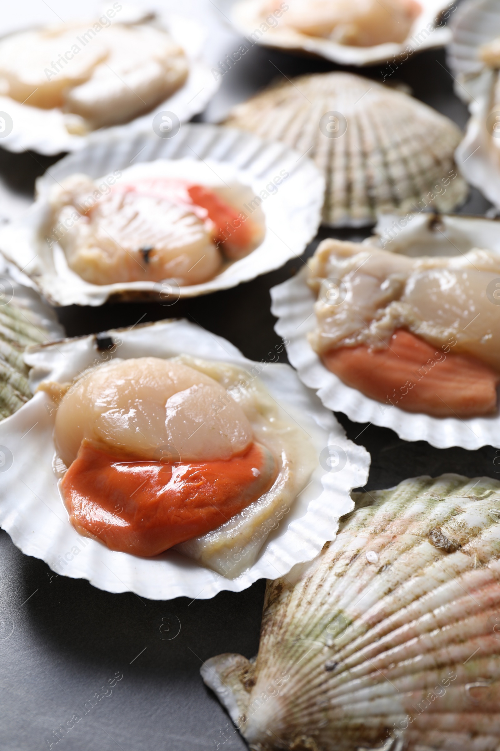 Photo of Fresh raw scallops on grey table, closeup