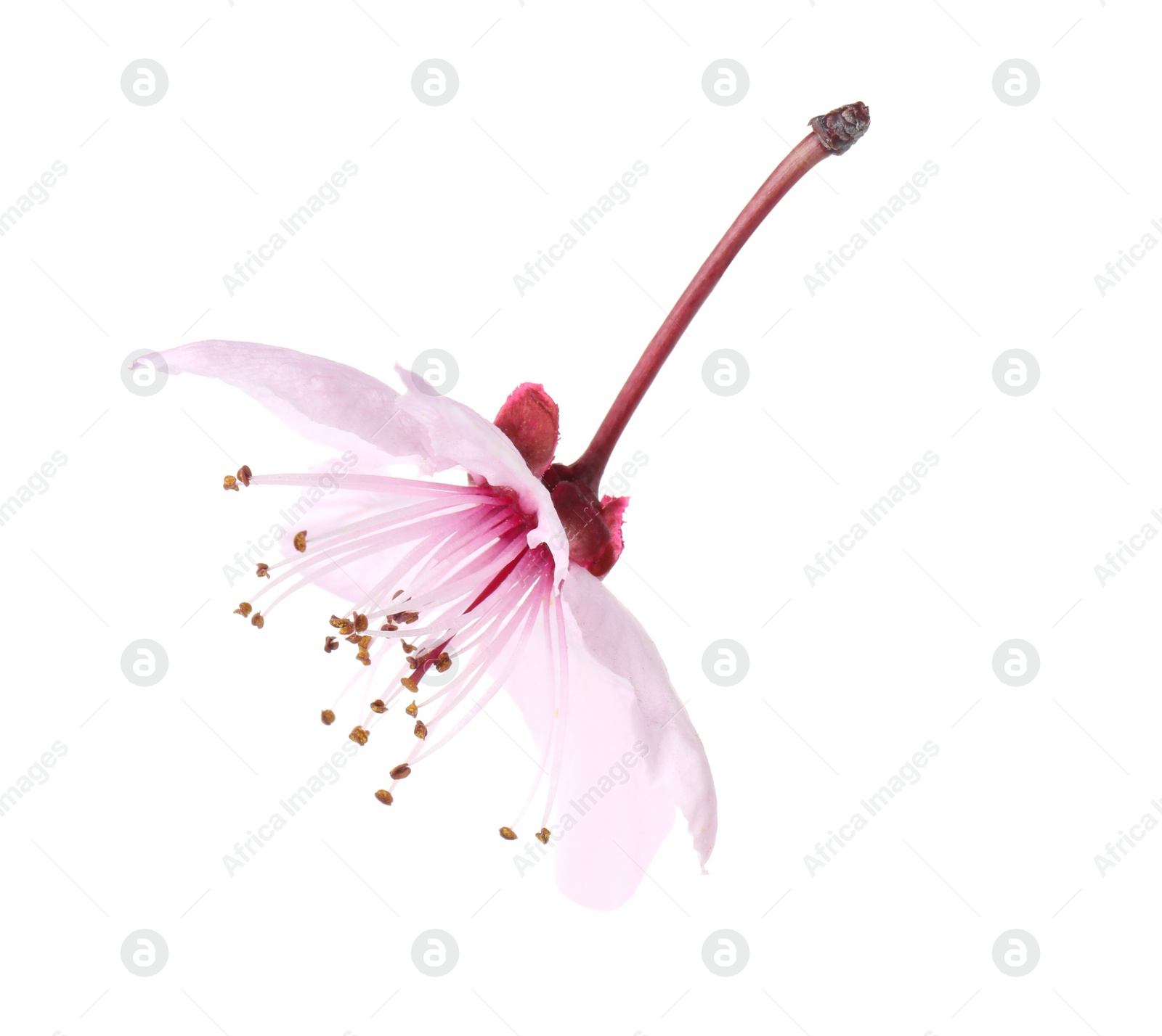 Photo of Beautiful spring tree blossom isolated on white