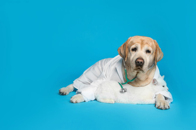 Photo of Cute Labrador dog in uniform with stethoscope as veterinarian and cat on light blue background
