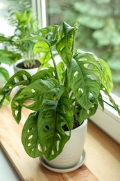 Monstera in pot on windowsill indoors. House plant