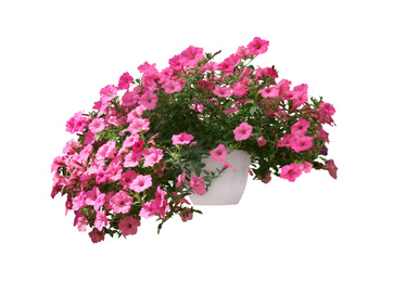 Beautiful pink flowers in plant pot on white background 