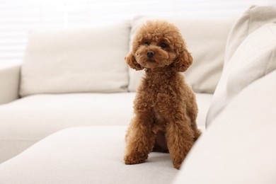 Photo of Cute Maltipoo dog sitting on comfortable sofa indoors, space for text. Lovely pet