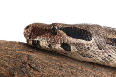 Photo of Brown boa constrictor on tree branch against white background, closeup
