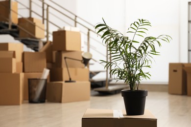 Cardboard box with houseplant in new office, space for text. Moving day