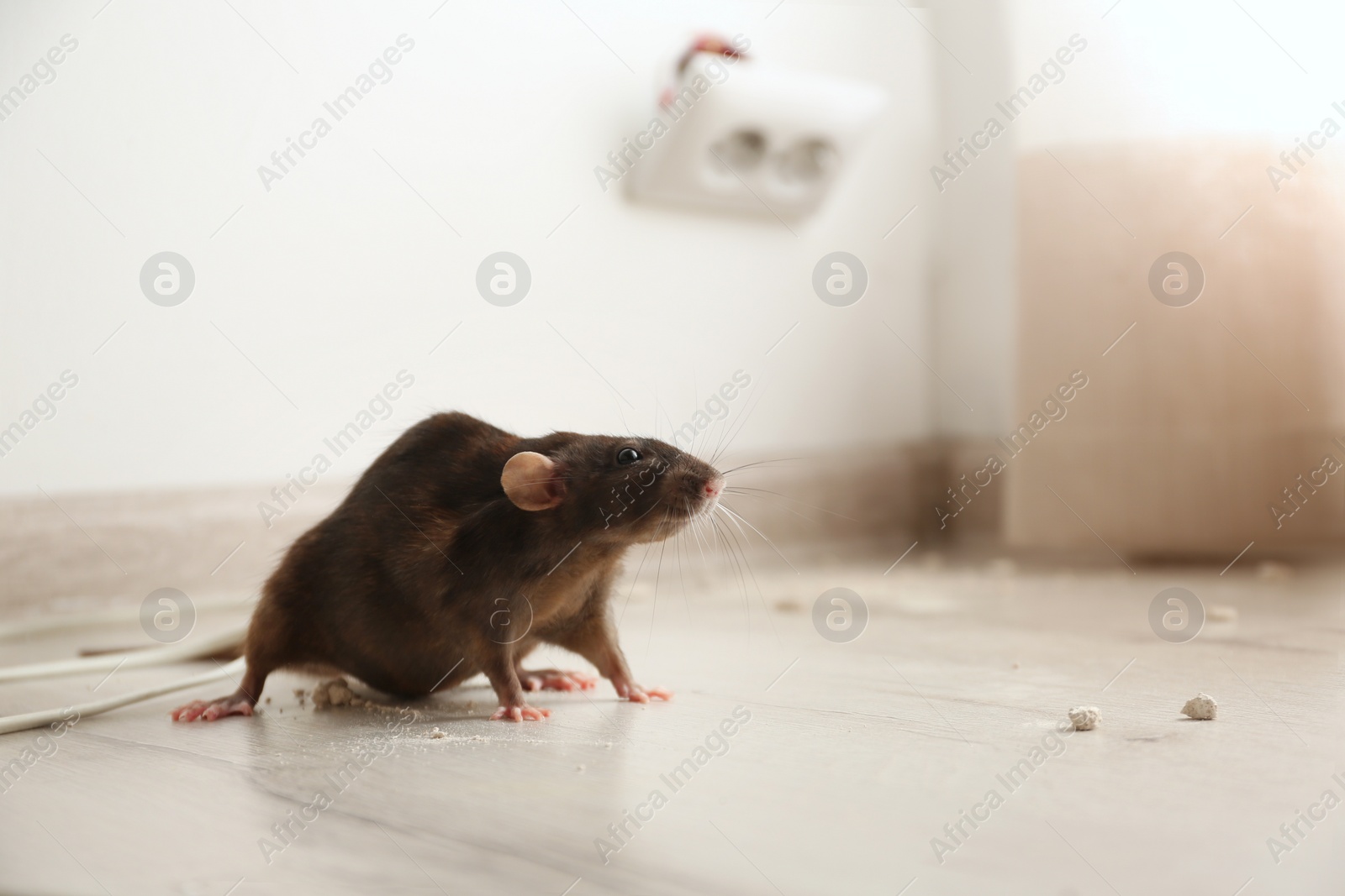 Photo of Brown rat on floor indoors. Pest control