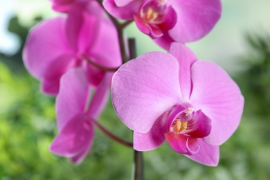 Beautiful tropical orchid flowers on blurred background, closeup