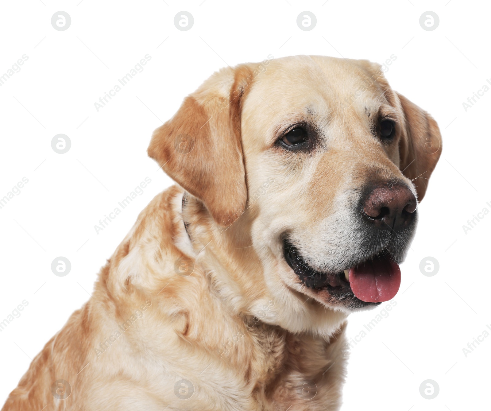 Photo of Cute Labrador Retriever in dog collar on white background