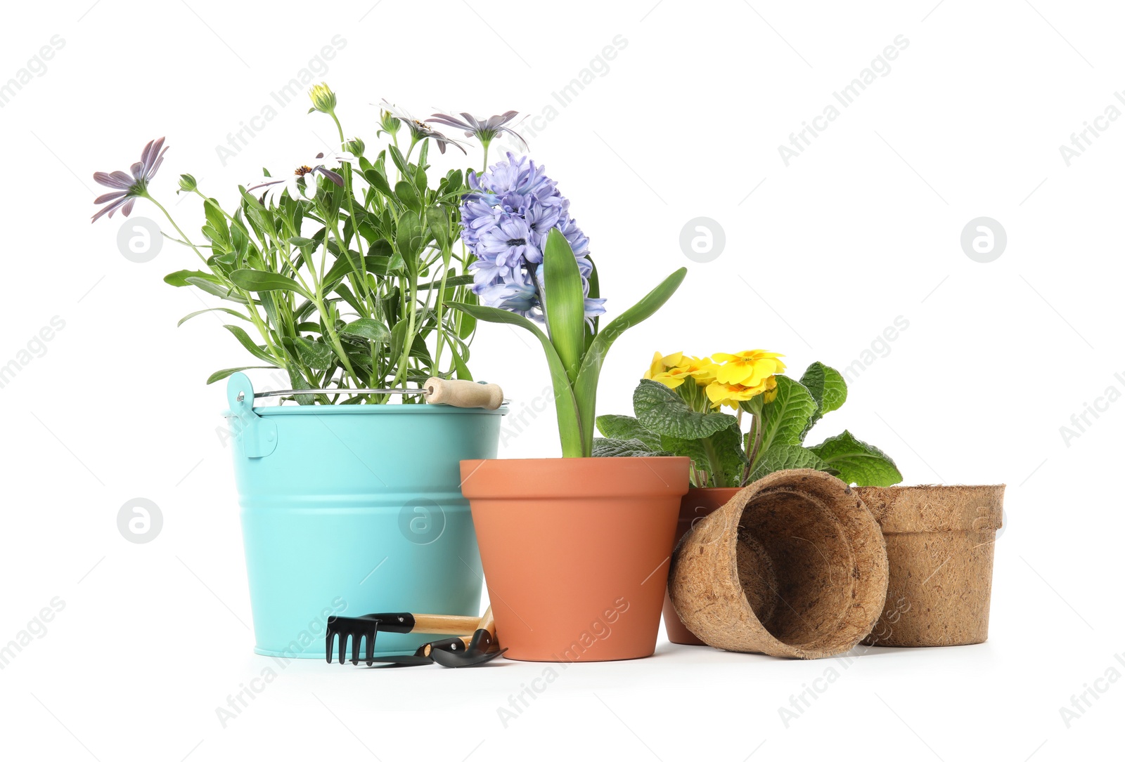 Photo of Potted blooming flowers and gardening equipment on white background