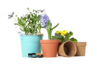 Photo of Potted blooming flowers and gardening equipment on white background