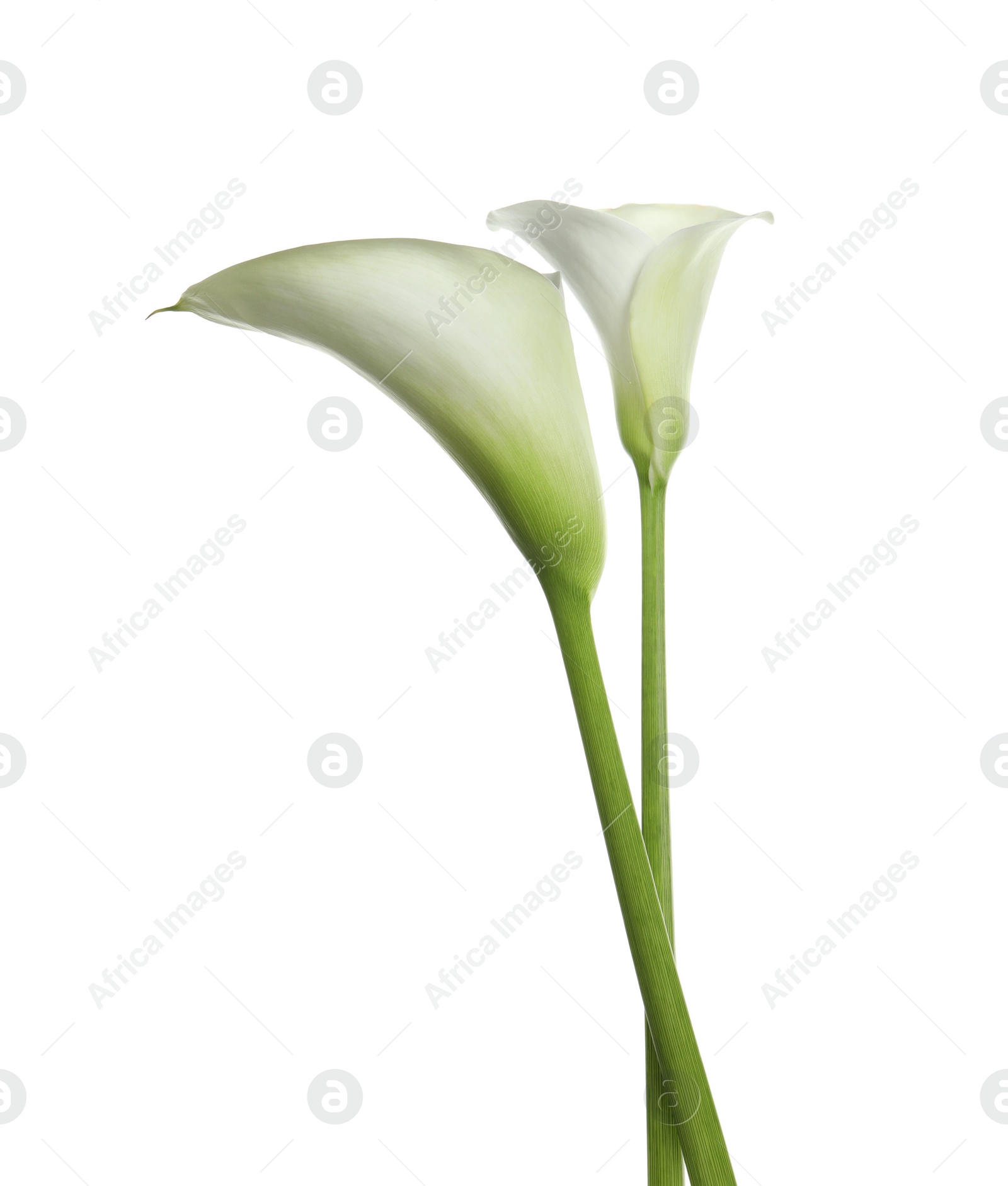 Photo of Beautiful calla lily flowers on white background