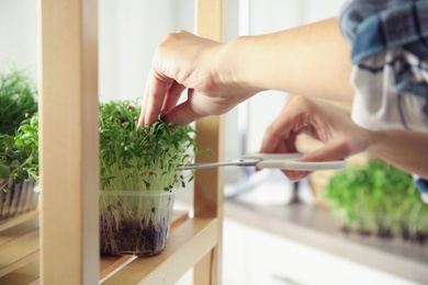 Photo of Woman pruning fresh organic microgreen indoors, closeup