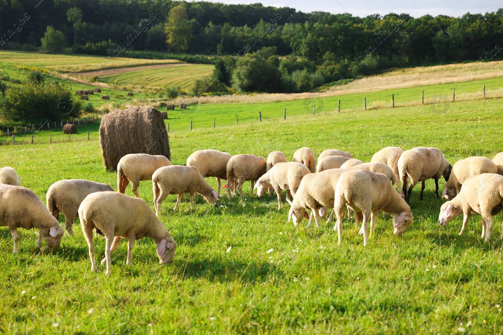 Photo of Many beautiful sheep grazing on pasture. Farm animals