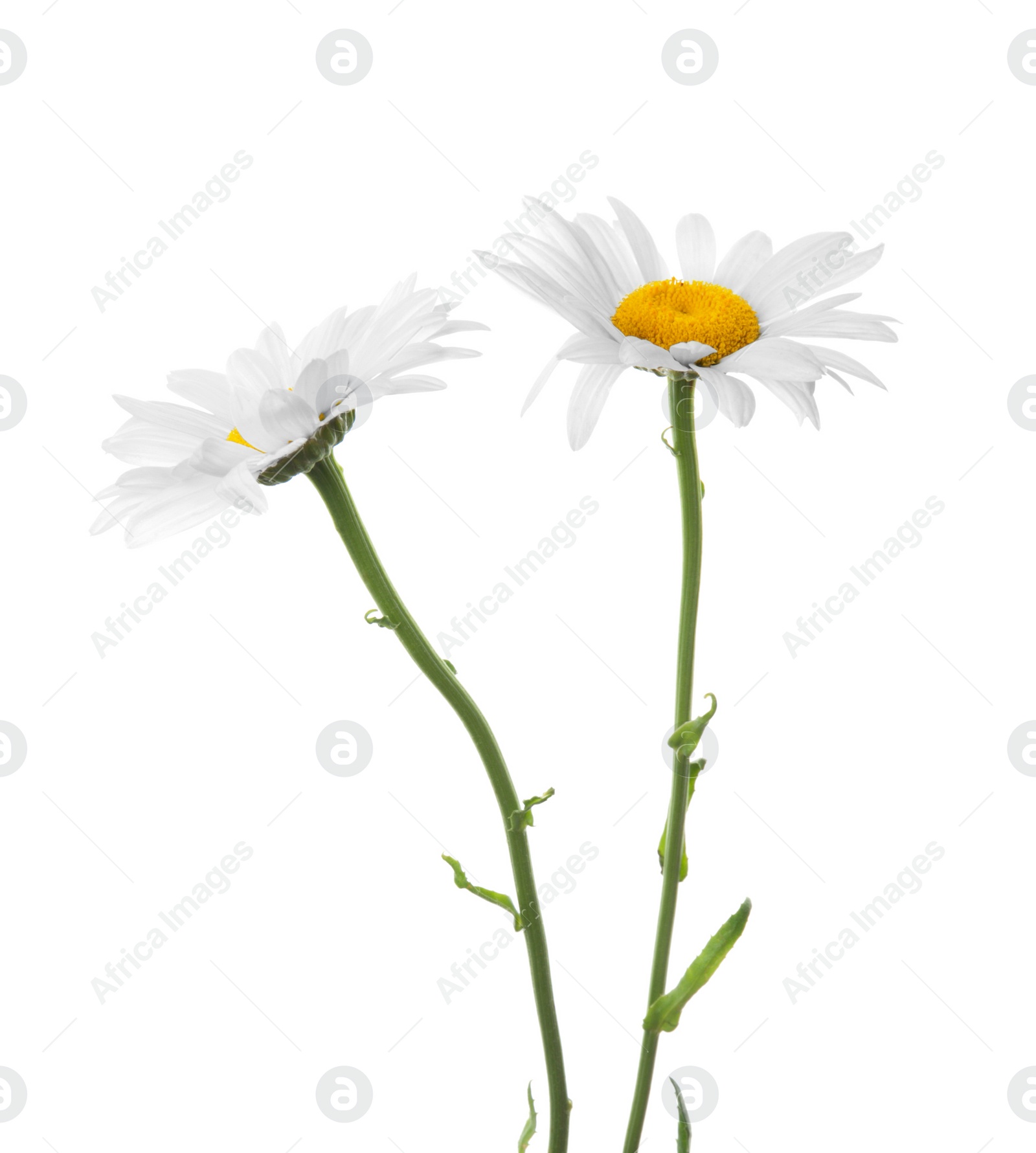 Photo of Beautiful chamomile flowers on white background