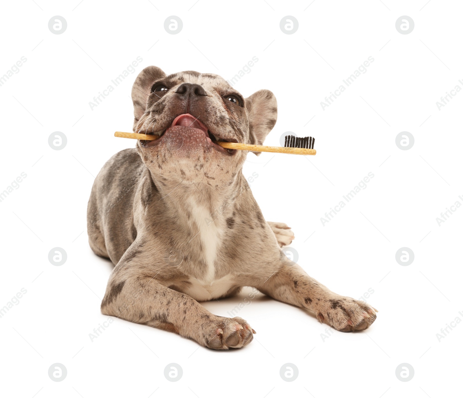 Photo of Cute French Bulldog with toothbrush on white background