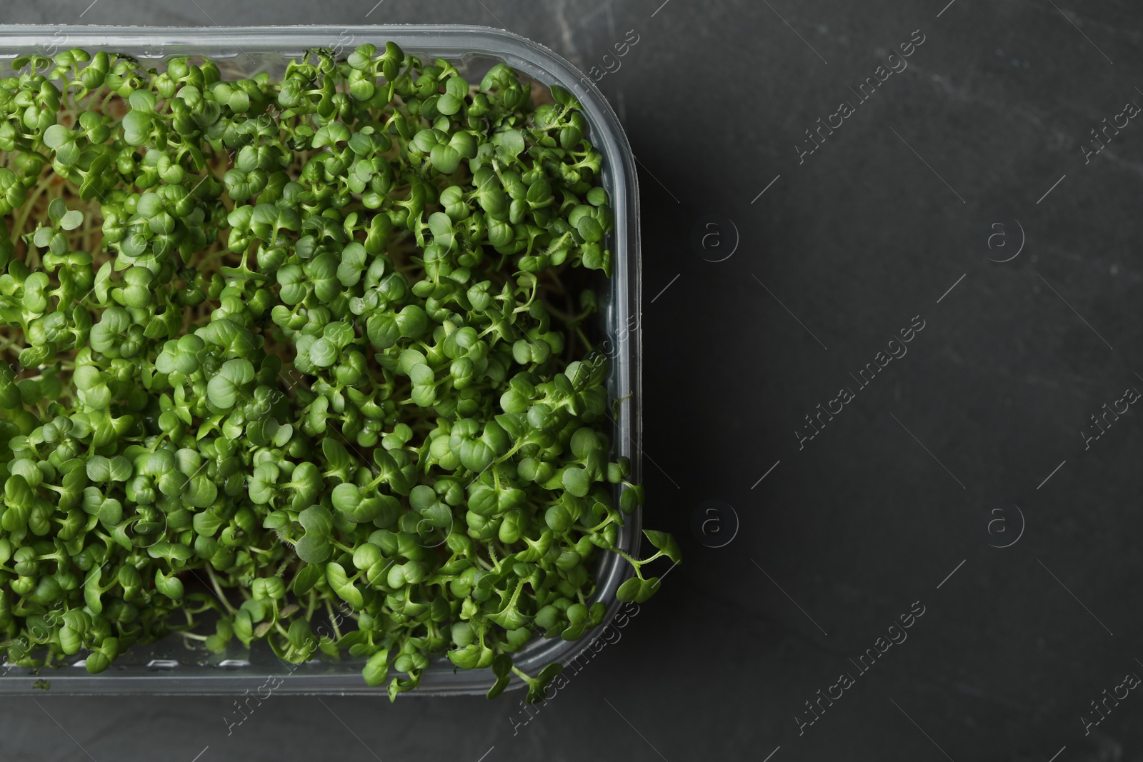 Photo of Sprouted arugula seeds in plastic container on grey table, top view. Space for text